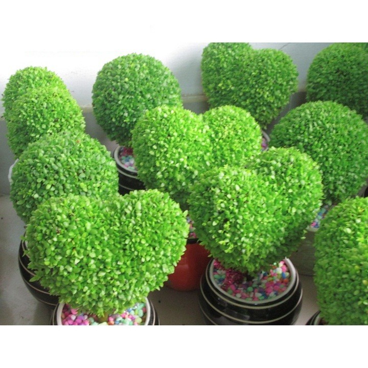 HẠT GIỐNG CỎ MAY MẮN - GÓI 1 GRAM