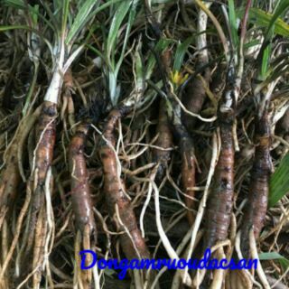 Sâm cau đen rừng( Sâm tiên mao) 1kg