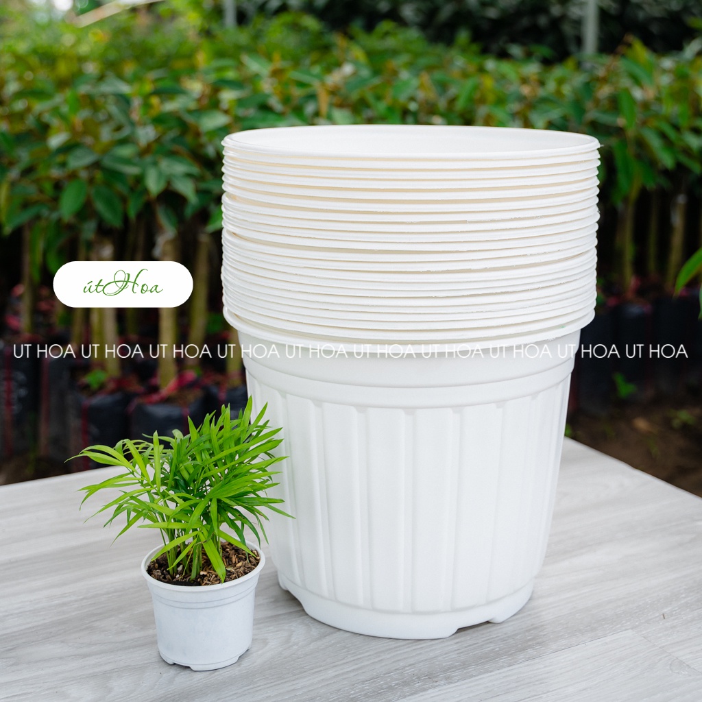 20 cái chậu trồng cây cỡ lớn - chậu nhựa trắng T30 (30x21 cm)