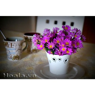 Hạt Giống Hoa Cúc Thạch Thảo ( 50 Hạt)