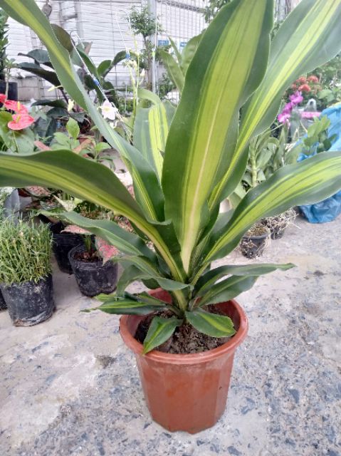 Cây thiết mộc lan