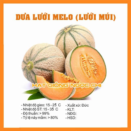 Hạt Giống Dưa Lưới Melo (Dưa Lưới Múi) - 10 Hạt