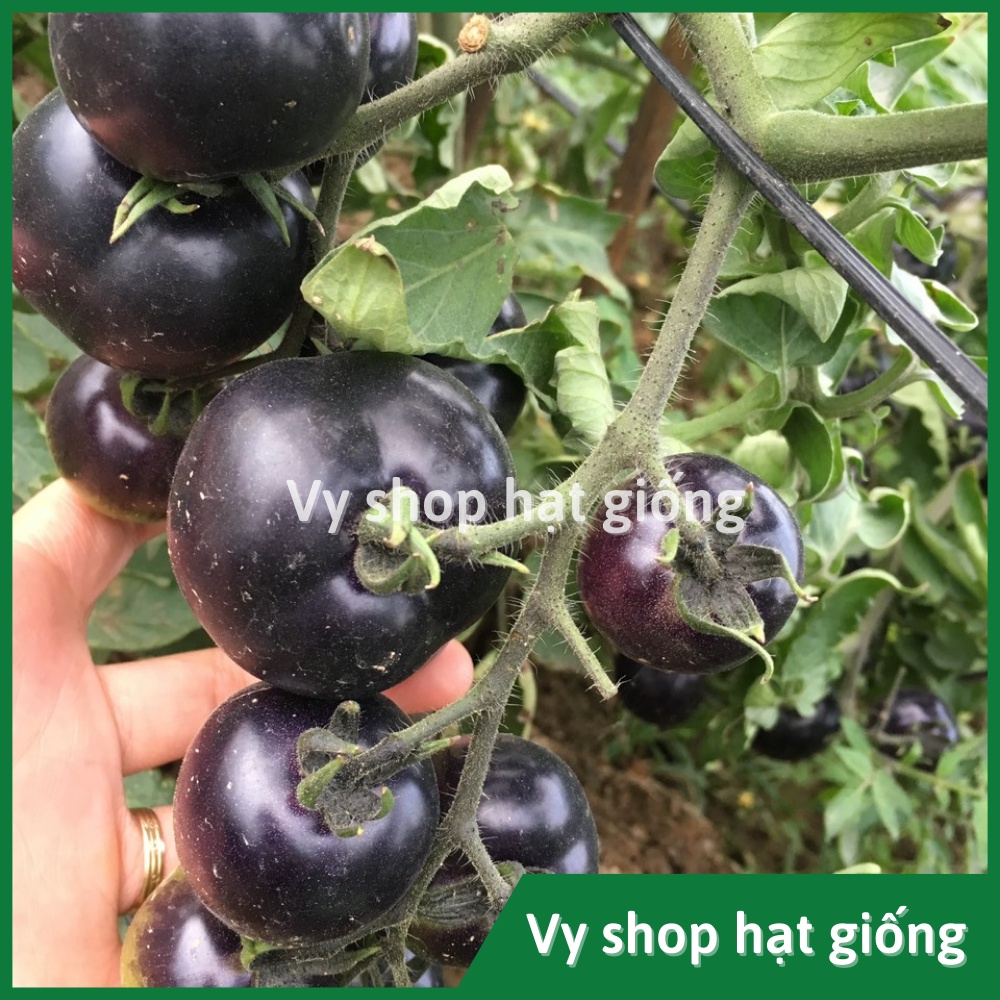 Hạt giống cà chua đen F1 gói 100 hạt - hình thật nhà trồng