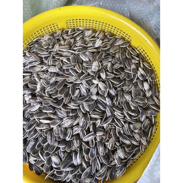 Hướng dương tươi hạt lớn cho vẹt 500g.