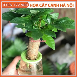 Chậu cây kim ngân thuỷ canh mini để bàn