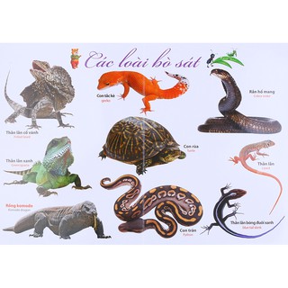 Từ Điển Bằng Tranh Các Con Vật