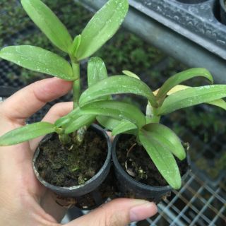 [FREESHIP TỪ 50K] Phi Điệp Hòa Bình cốc giống