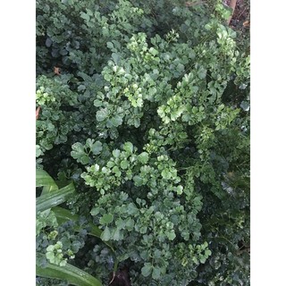 Combo 5 Cây Giống Đinh Lăng Thái Lá Tròn (ảnh Thật), Boiboi.Organic, Cây Trong Bầu Đất, Rễ Mạnh