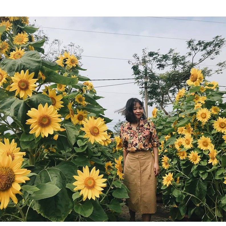 Hạt giống hoa Hướng Dương Tháp siêu hoa - 50 hạt-vt