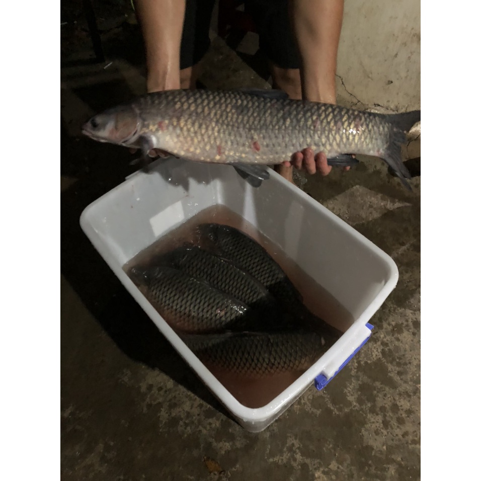 Bột Cám Cá Cao Cấp Cargill Thơm Ngon-20% Protein