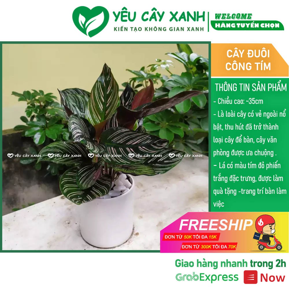 Cây Đuôi Công Tím để bàn - Calathea Medallion