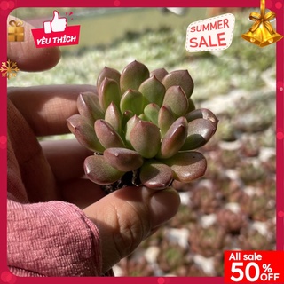 Sen Ruby Đỏ sen đá MINI cực dễ thương lên màu đỏ