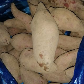 Khoai Lang Dương Ngọc Combo 3kg
