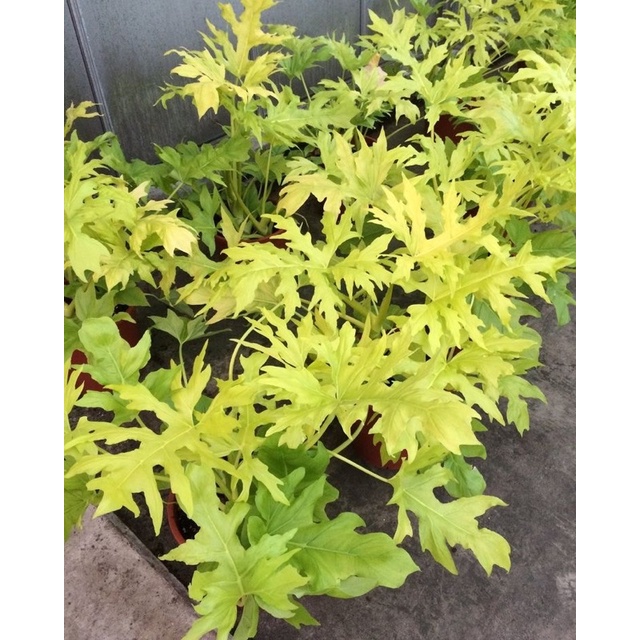 Chậu cứng thanh xuân vàng - Philodendron selloum gold loại nhỏ