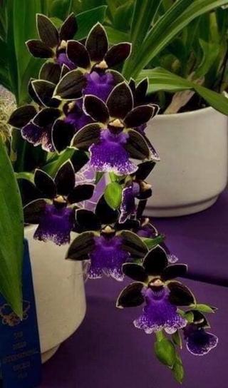 Vũ nữ Mèo,ánh sao,hàm cá mập,hồng lâu mộng.