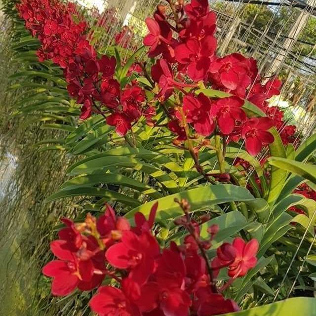 Lan Asco lai màu đỏ cây trưởng thành sắp hoa