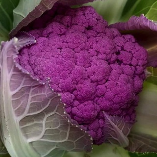 [Hạt giống Mỹ] Gói 10 hạt giống súp lơ tím Mỹ - tỷ lệ nảy mầm 95%