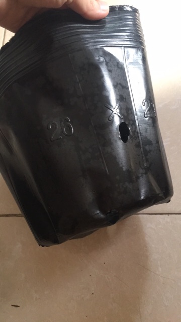 1kg túi ươm cây size to