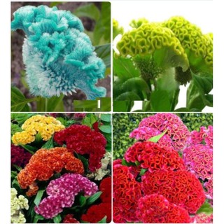 Combo 5 gói hoa mào gà búa mix ( 1 gói hơn 100 hạt ) (TẶNG gói kích thích hạt nảy mầm)