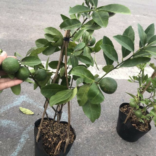 Chanh tứ quý ... đang trái...