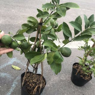 Cây 🌲 Chanh tứ quý ... đang trái...