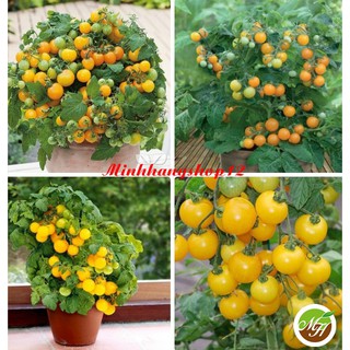 50 Hạt Giống Cà Chua Cherry Vàng (Cà Chua Bi Bonsai Vàng) - Hạt Chuẩn Nảy Mầm Tốt
