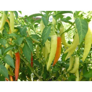 Hạt giống ớt sừng vàng Ba-Tri 1gram