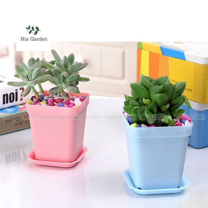 Chậu nhựa trồng cây sen đá xương rồng cây để bàn mini vuông màu pastel Nia Garden N8