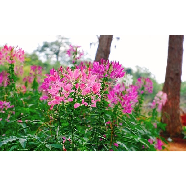 Hạt giống túy điệp(tặng phân bón và kích mầm)