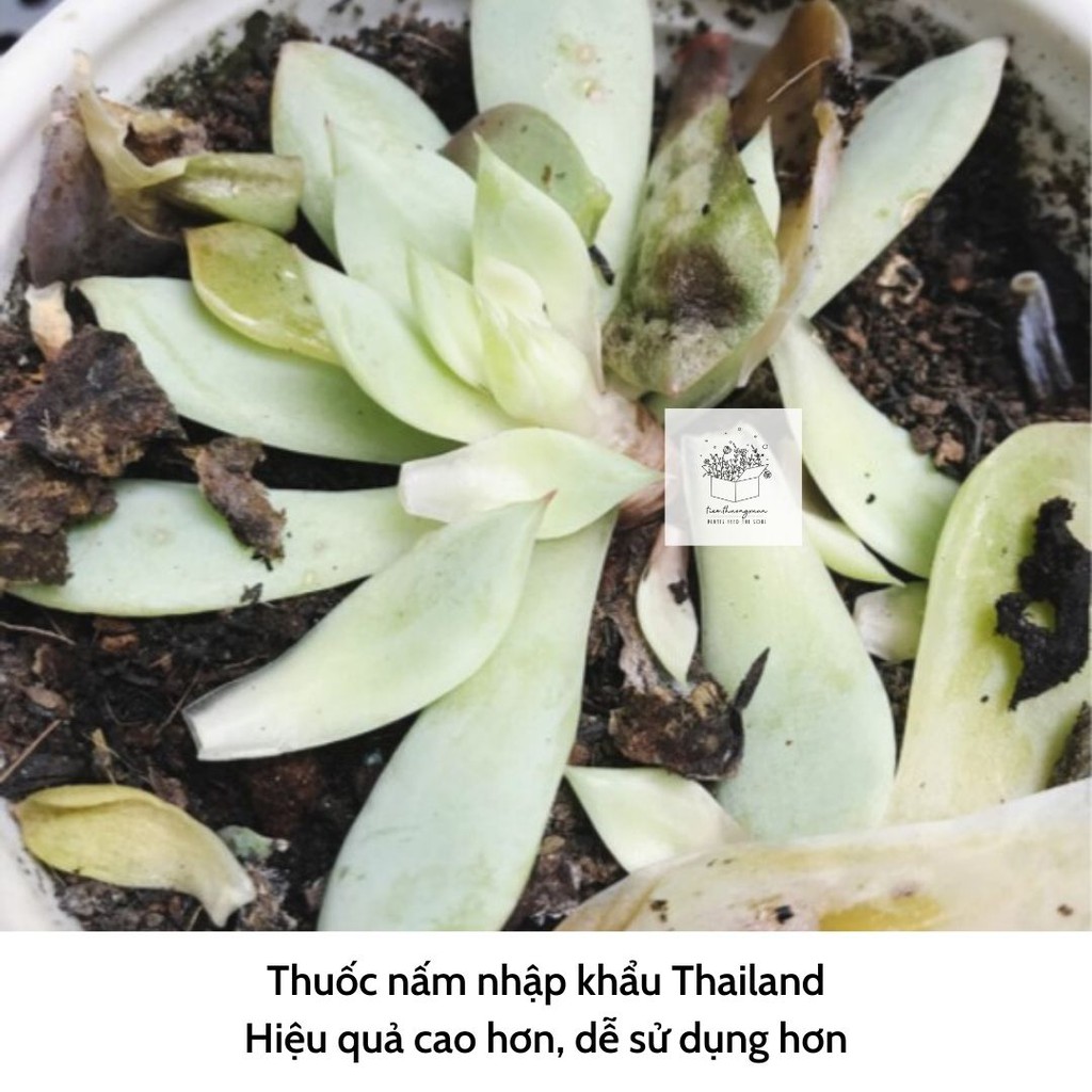 Thuốc trừ nấm bệnh - Nấm ủ trichoderma - Gói 100gram - Tiệm Thường Xuân