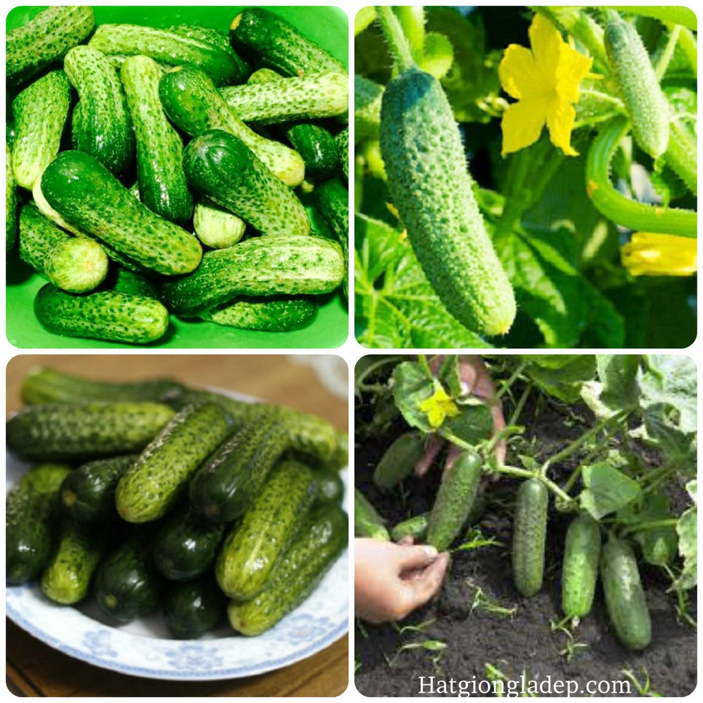 Hạt Giống Dưa Chuột Bao Tử