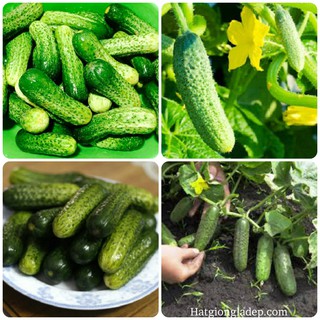 Hạt Giống Dưa Chuột Bao Tử
