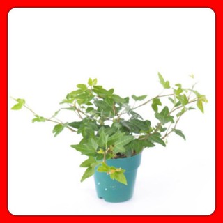 Cây Thường Xuân / Cây Dây Nguyệt Quế ( Thanh lọc không khí, đem lại may mắn,  xua đuổi tà ma )