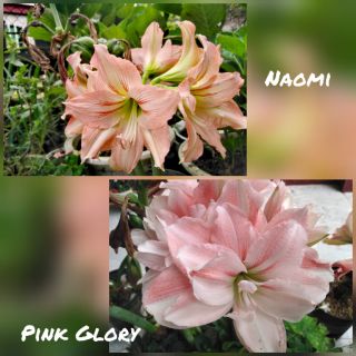 Set hạt lan huệ lai