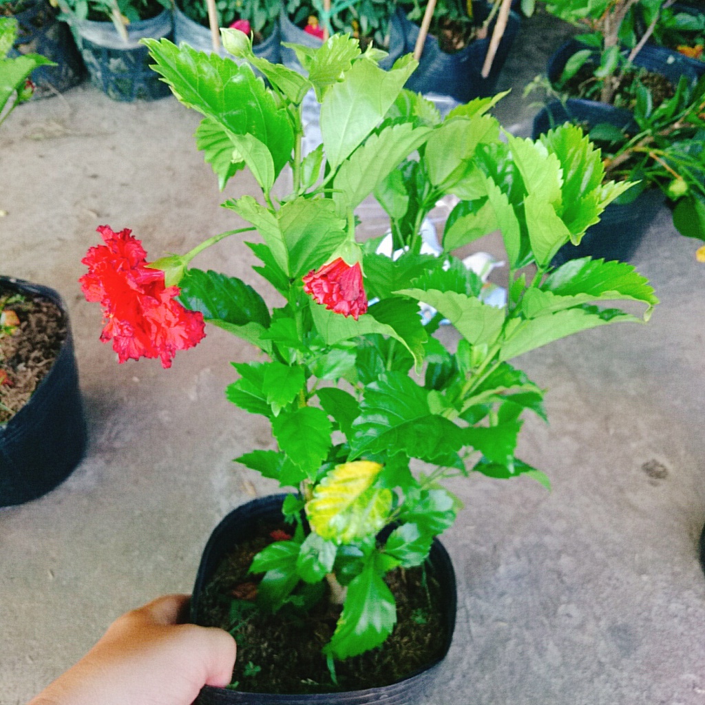 Cây Hoa Dâm Bụt cánh kép  - cây cảnh trong nhà