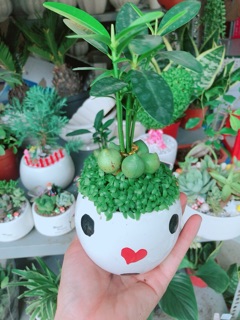 Chậu cây may mắn 5 củ