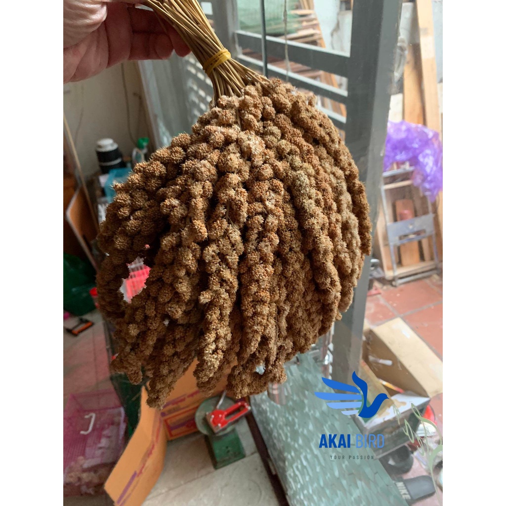 [1KG] Kê Chùm Cho Vẹt, Chuột Hamster, Sóc - Chất Lượng Cao