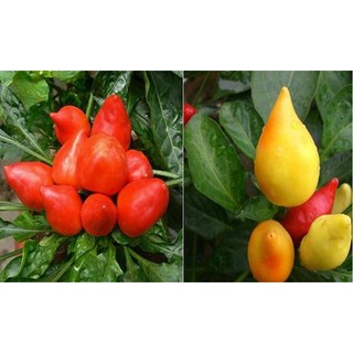 20 Hạt giống ớt bàn đào mix màu