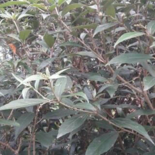 Lá tắm thảo mộc 100g