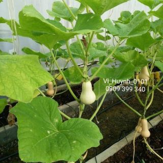Bộ gói hạt giống Bí ăn ngọn
