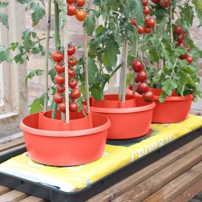 Hạt giống cà chua chuỗi ngọc cherry đỏ - rau củ quả trồng chậu, sân vườn ban công ngon ngọt nảy mầm cao 0,1g RADO640