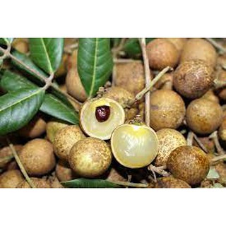 CÂY GIỐNG Nhãn Tiêu Da Bò (Siêu sớm, Siêu trái).