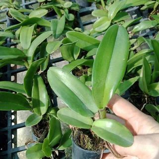 Cat giống chọn màu