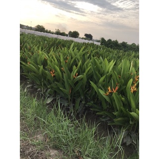 30 cây thiên điểu( hoa mỏ két)