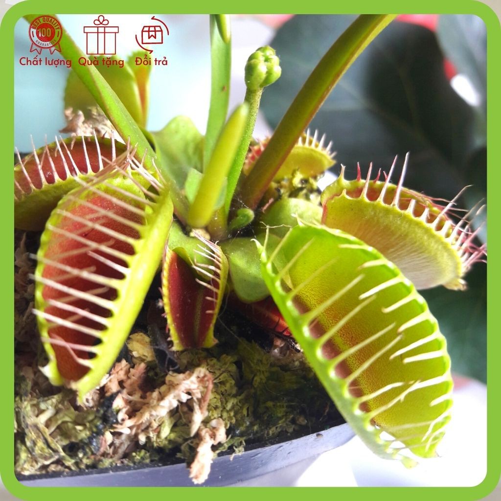 Cây bẫy kẹp bắt mồi Venus Flytrap, bắt ruồi, bắt côn trùng