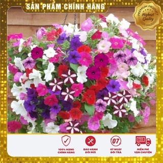 Hạt Giống Hoa Dạ Yến Thảo Mix (100 hạt)