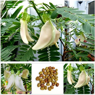 Hạt Giống Cây So Đũa (1kg) – Điền Thanh Hoa Lớn - Giống Cỏ Chăn Nuôi - Hạt Giống Cỏ Chăn Nuôi.