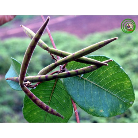 Cây Hà Thủ Ô Trắng