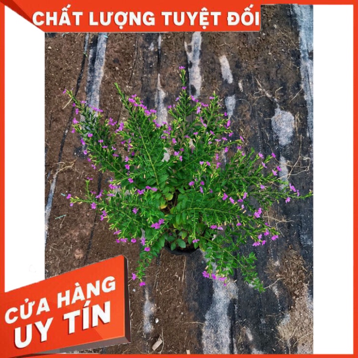 Cây cẩm tú mai, đường kính 15-20cm . hoa nở rực rỡ sum suê cực to cực đẹp, trang trí sân vườn