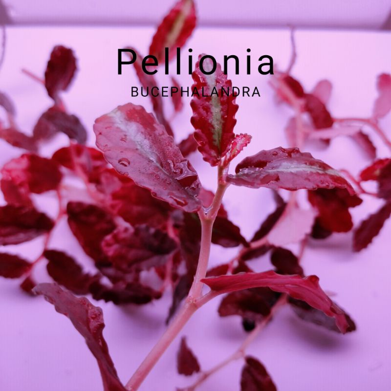Cây bán cạn | Pellionia Repens | Hàng chưa lên màu | Hàng ngọn